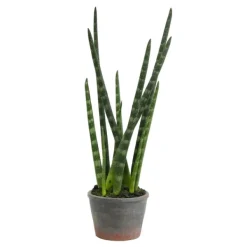 Arrangements & Greenery-Kirkland's Home Tiger Tail Succulent In Distressed Planter Green